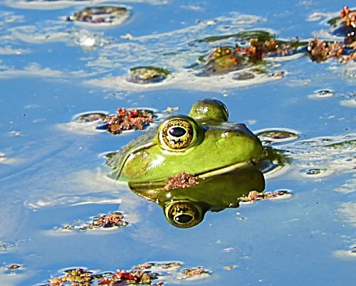 Frog, Ridgefield Wildlife Refuge