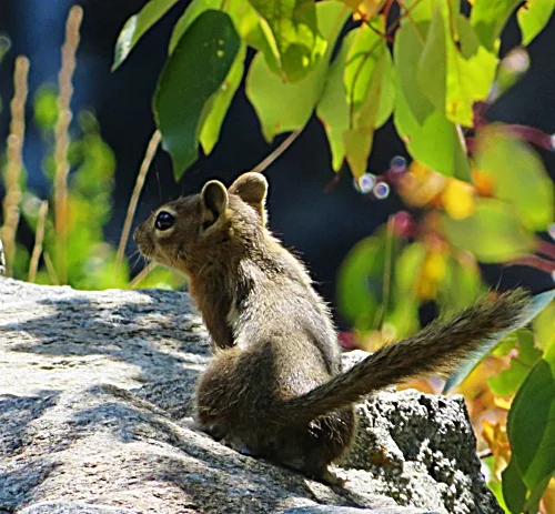 Squirrel, Elk Rock Garden