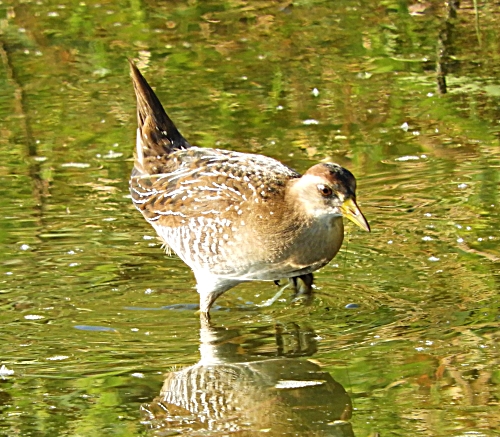 Female Virginia Rail, Kiwa Trail