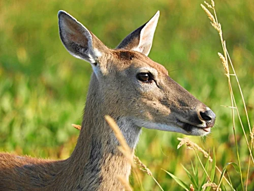 Doe, Ridgefield Wildlife Refuge