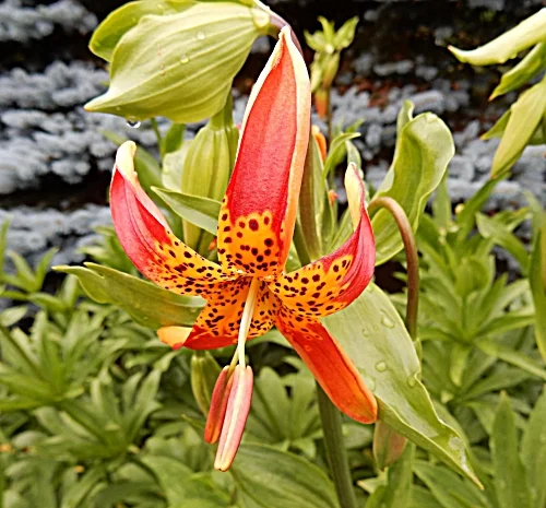 Loepard Lily, Lewisville Park
