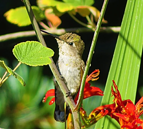 Hummingbird, Wildlife Botanical Garden