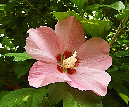 Rose of Sharon, Wildlife Botanical Garden