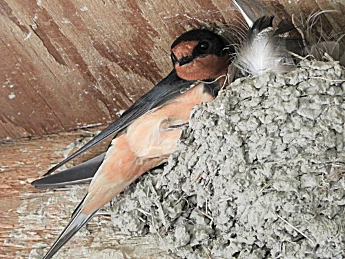 Barn Swallow, Ridgefield Wildlife Refuge