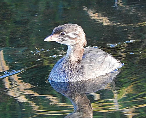 Pied-Billed Grebe, Ridgefield Wildlife Refuge