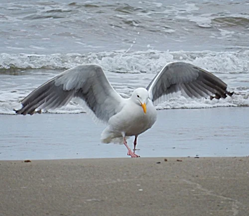 Seagull, Yachats, Oregon