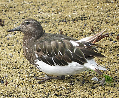 Sea Bird, Yachats, Oregon