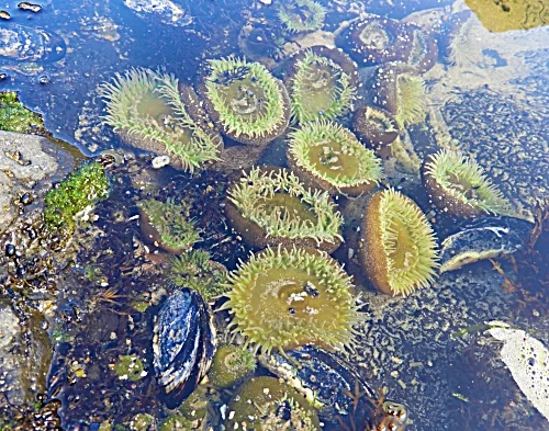 Sea Anemones, Yachats, Oregon