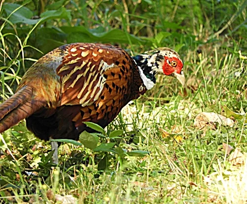 Pheasant, Steigerwald Wildlife Refuge