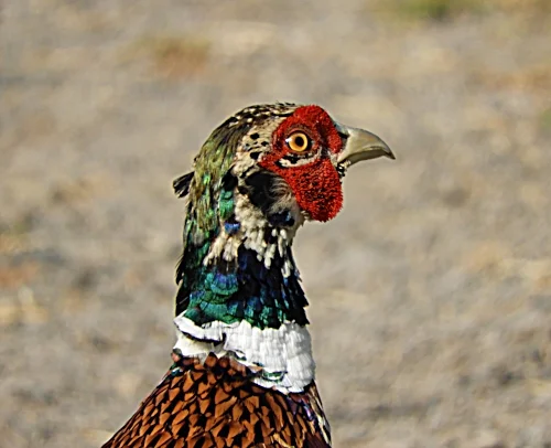 Pheasant, Steigerwald Wildlife Refuge
