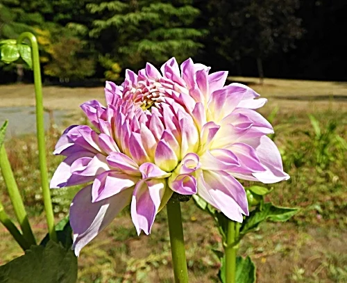 Dhalia, Wildlife Botanical Garden