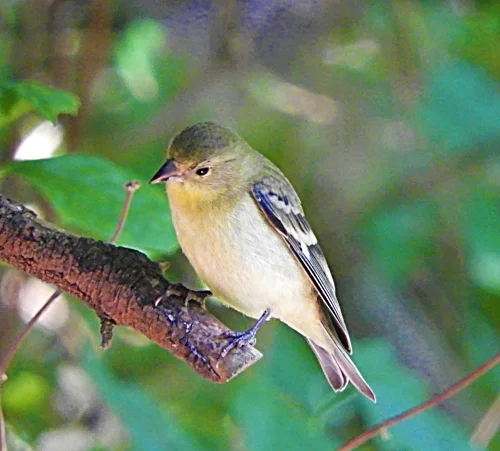 Sparrow, Wildlife Botanical Garden