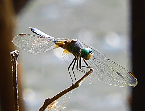 Dragonfly, Wildlife Botanical Garden