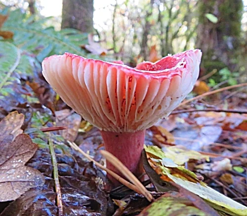 Mushroom, Tualatin Hills Nature Park
