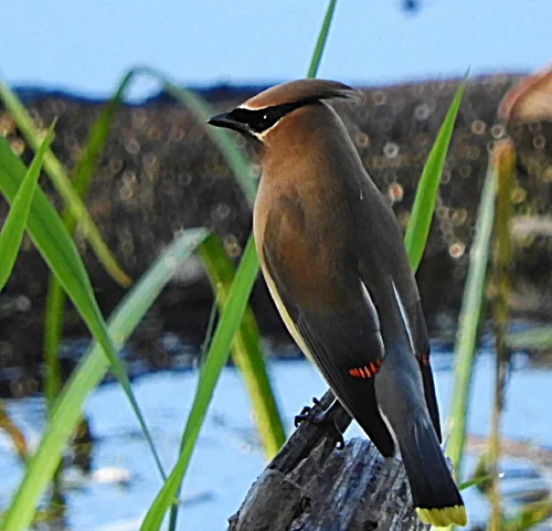 Cedar Waxwing, Steigerwald Wildlife Refuge