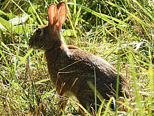 Rabbit, Steigerwald Wildlife Refuge