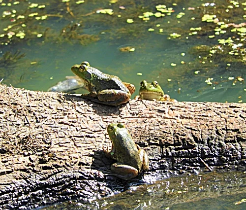 Frogs on a Log, Kiwa Trail