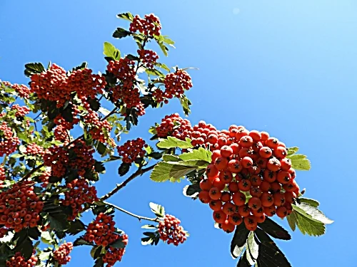 Berries, Wildlife Botanical Garden