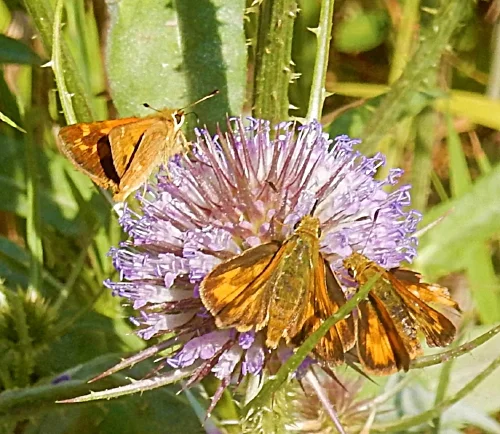 Sachem Skipper Butterflies, Steigerwald Wildlife Refuge