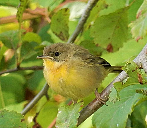 Female Common Yellow Throat, Steigerwald Wildlife Refuge