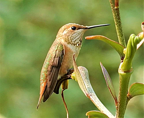 Hummingbird, Wildlife Botanical Garden