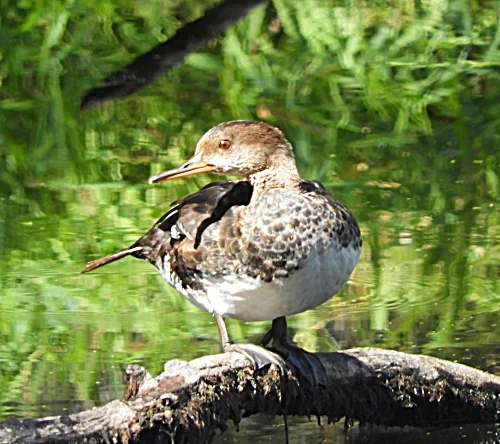 Female Merganser, Ridgefield Wildlife Refuge