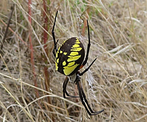 Spider, Columbia River Gorge