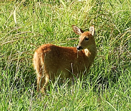 Fawn, Ridgefield Wildlife Refuge