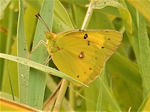 Orange Sulfur Butterfly, Elk Rock Garden