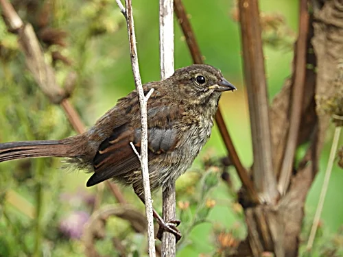 Song Sparrow, Kiwa Trail