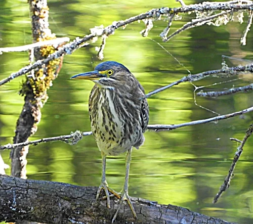 Green Heron, Kiwa Trail