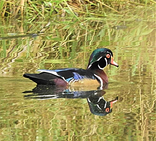 Wood Duck, Ridgefield Wildlife Refuge