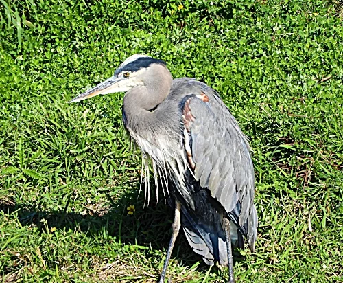 Blue Heron, Kiwa Trail