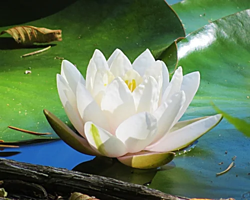 Water Lily, Battleground Lake