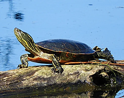 Painted Turtle, Steigerwald Wildlife Refuge