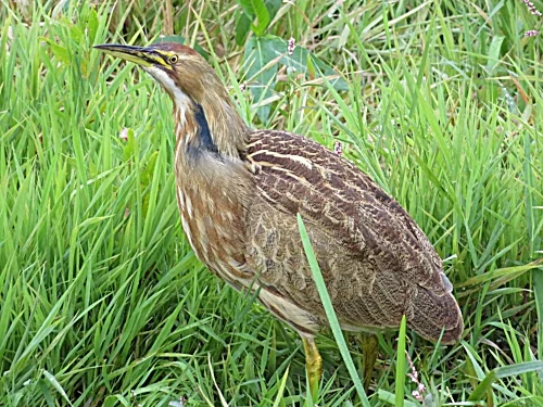Bittern, Steigerwald Wildlife Refuge