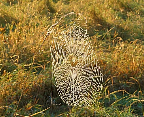 Spiderweb, Steigerwald Wildlife Refuge