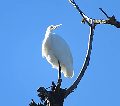 Egret, Ridgefield Wildlife Refuge
