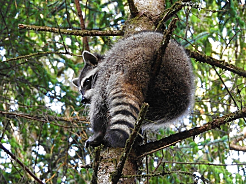 Raccoon, Cape Disappointment, Washington