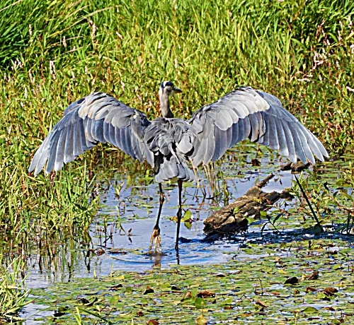 Blue Heron, Kiwa Trail