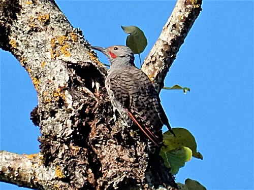 Northern Flicker, Steigerwald Wildlife Refuge