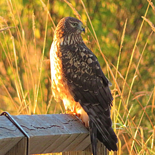 Northern Harrier Hawk, Steigerwald Wildlife Refuge