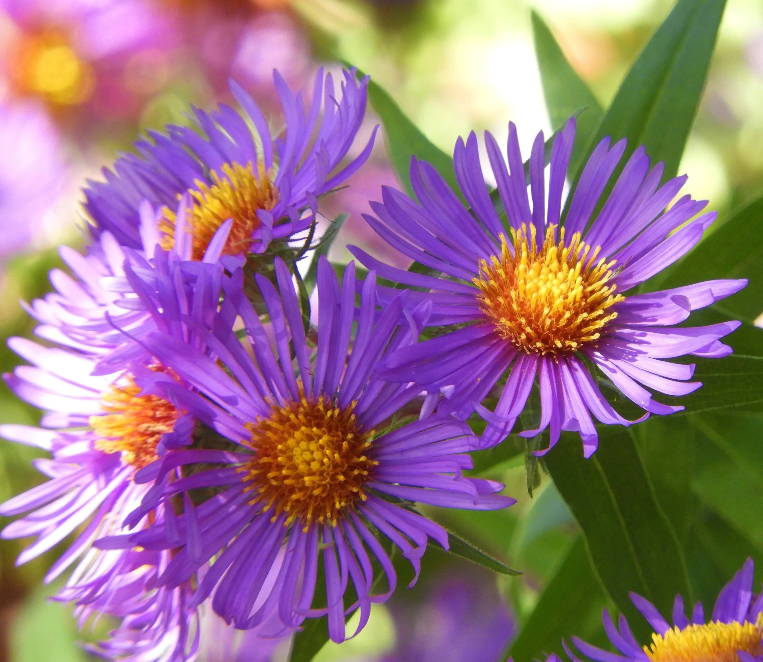 Giant Fennel, Wildlife Botanical Garden