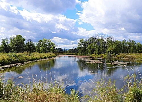 Pond, Ridgefield Wildlife Refuge