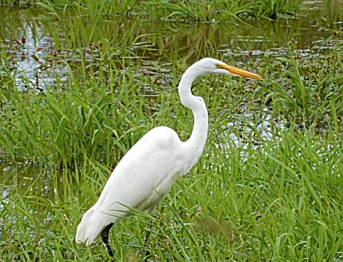 Egret, Kiwa Trail