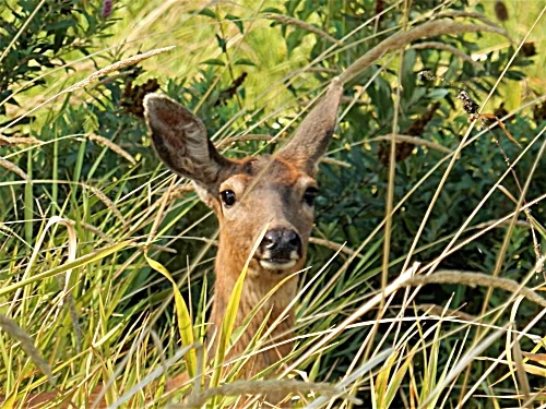 Deer, Steigerwald Wildlife Refuge