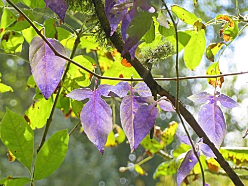 Fall Leaves, Tualatin Hills Nature Park