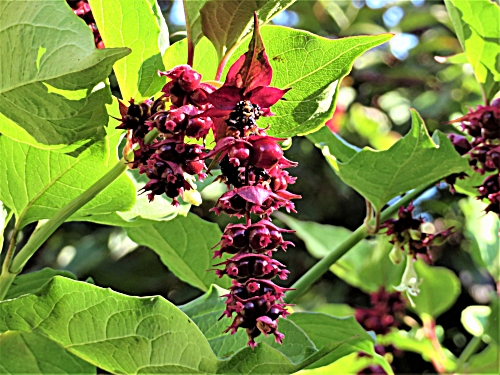 Himalayan Honeysuckle, Wildlife Botanical Garden