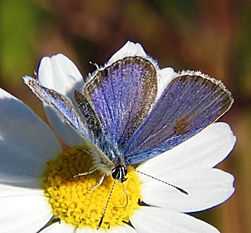 Butterfly, Wildlife Botanical Garden