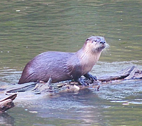 Otter, Lacamas lake